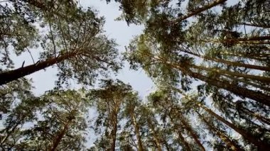 güzel bir kış orman aşağıdaki manzarası