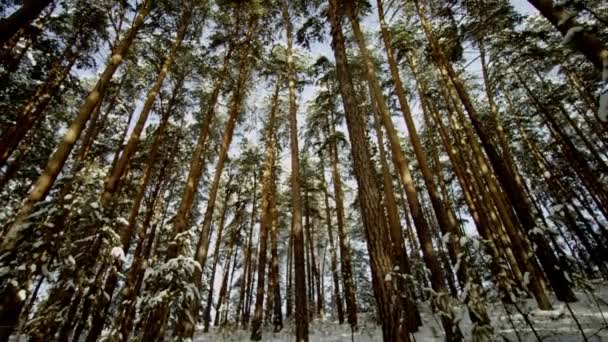 Schoonheid van de Winter Forest hieronder — Stockvideo