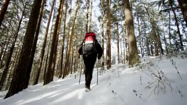 Vista trasera del viajero escalando en el bosque en invierno . — Vídeos de Stock