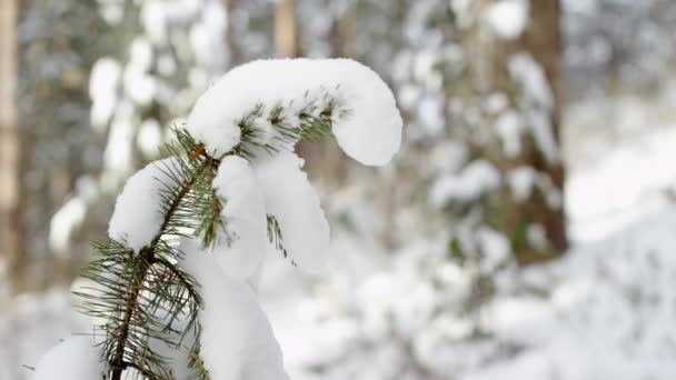 Hoarfrost en las ramas — Vídeos de Stock