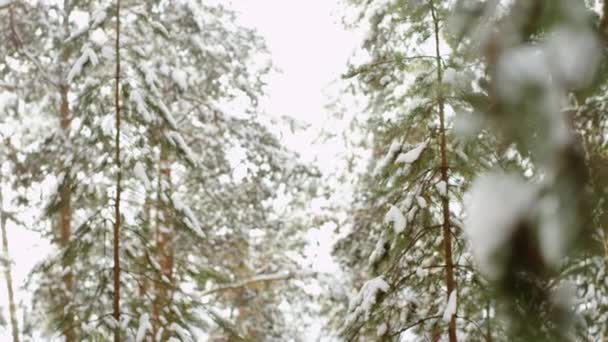 Raureif auf Ästen im Wald im Winter — Stockvideo