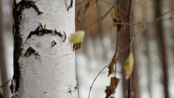 Betulle durante un giorno invernale — Video Stock