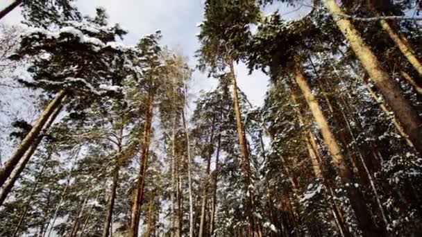 Прекрасный вид на зимний лес — стоковое видео