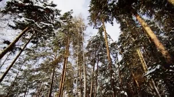 Vista del bosque de invierno — Vídeos de Stock