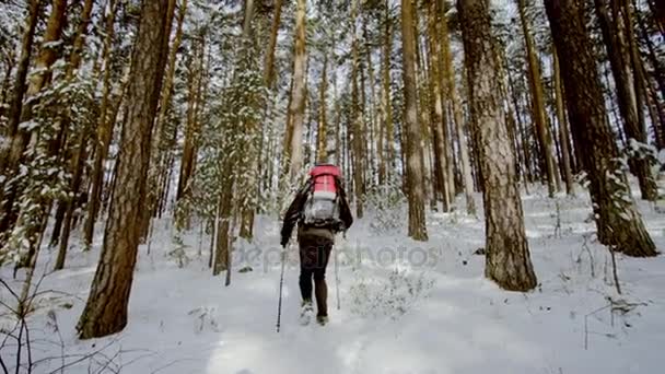 Vista trasera del excursionista que va en el bosque en invierno . — Vídeos de Stock