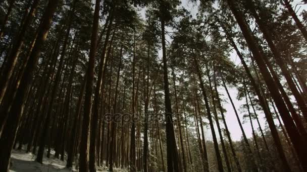 Soleada hermosa vista del bosque de invierno a continuación — Vídeos de Stock