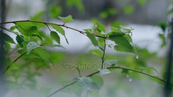 Chuva está pingando em folhas verdes de uma árvore — Vídeo de Stock