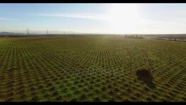 Vista aerea panoramica sul paesaggio dei campi senza confini — Video Stock