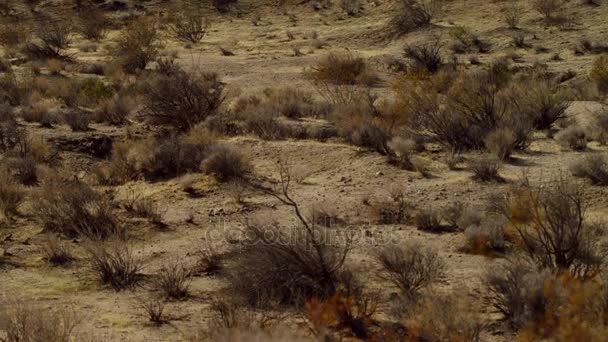 Το videoshots του tumbleweed σε desertness — Αρχείο Βίντεο