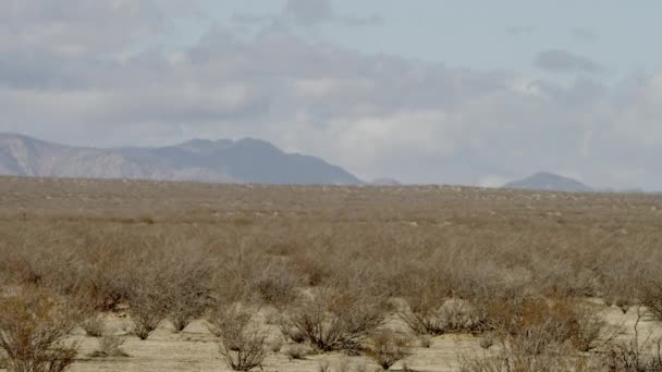 Shooting of the steppe — Stock Video