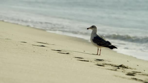 Gaivota triste bonito em uma praia — Vídeo de Stock