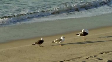 Pasifik kıyısında çok güzel martılar