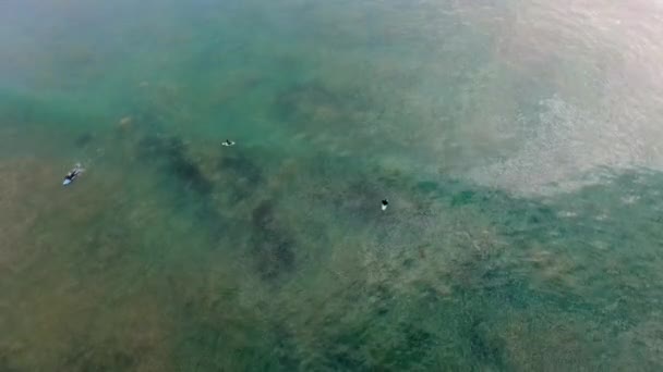 Tři přátelé surfování do vody Tichého oceánu — Stock video