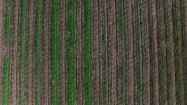 Kuşlar göz atış Ekim