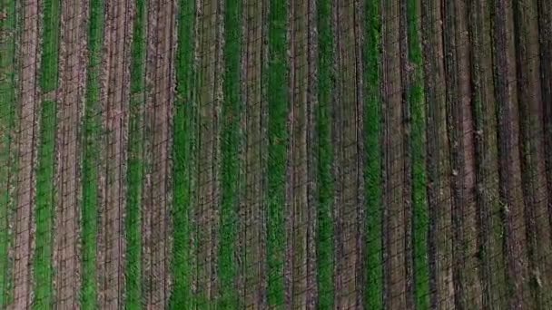 Vista de pájaro del campo de plantación — Vídeos de Stock