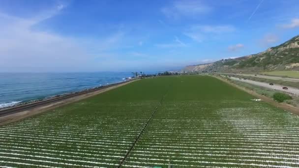 Прекрасный вид на кукурузное поле возле Тихого океана и оросительную систему — стоковое видео
