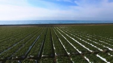 Traktör arka tarihinde Pasifik Okyanusu ile su püskürtme ile saç ekimi alanı