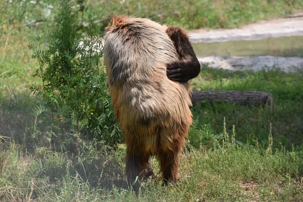 褐色のクマは ウクライナ西部の都市リヴィウ近くのクマ保護区Domazhyrの森に見られます — ストック写真