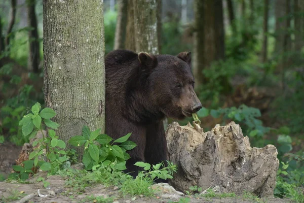 褐色のクマは ウクライナ西部の都市リヴィウ近くのクマ保護区Domazhyrの森に見られます — ストック写真