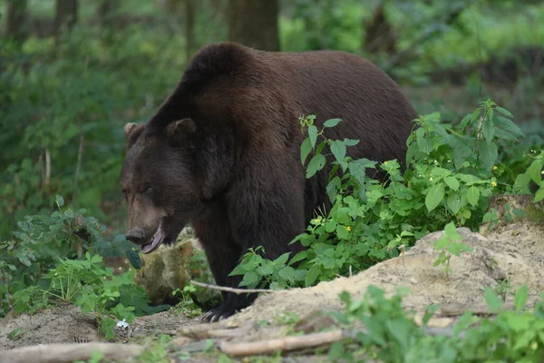 褐色のクマは ウクライナ西部の都市リヴィウ近くのクマ保護区Domazhyrの森に見られます — ストック写真