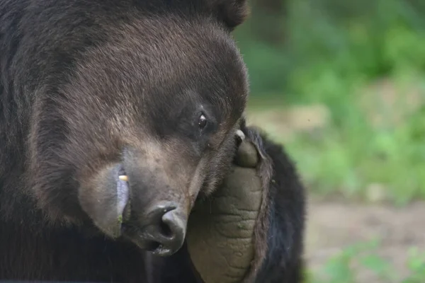 褐色のクマは ウクライナ西部の都市リヴィウ近くのクマ保護区Domazhyrの森に見られます — ストック写真