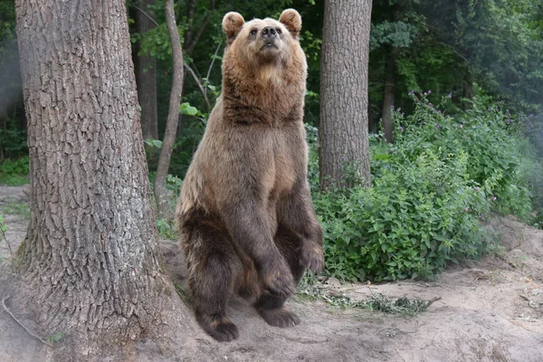 褐色のクマは ウクライナ西部の都市リヴィウ近くのクマ保護区Domazhyrの森に見られます — ストック写真