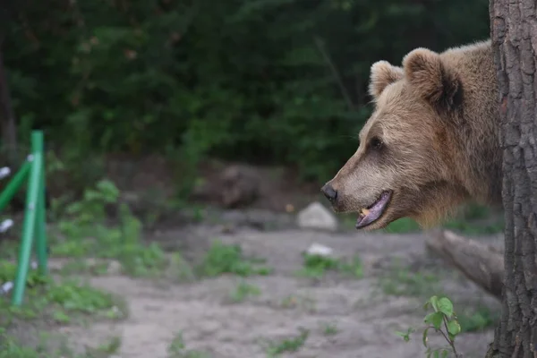 褐色のクマは ウクライナ西部の都市リヴィウ近くのクマ保護区Domazhyrの森に見られます — ストック写真