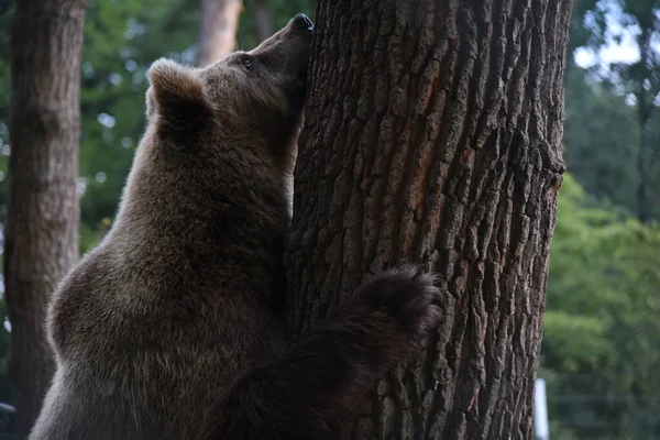 褐色のクマは ウクライナ西部の都市リヴィウ近くのクマ保護区Domazhyrの森に見られます — ストック写真