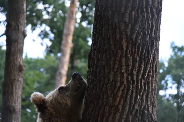 Oso Pardo Bosque Santuario Del Oso Domazhyr Cerca Ciudad Occidental — Foto de Stock