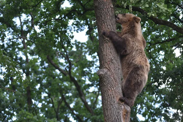 Oso Pardo Bosque Santuario Del Oso Domazhyr Cerca Ciudad Occidental — Foto de Stock