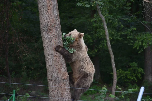 Oso Pardo Bosque Santuario Del Oso Domazhyr Cerca Ciudad Occidental — Foto de Stock