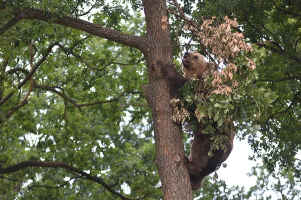 Ours Brun Est Dans Une Forêt Sanctuaire Des Ours Domazhyr — Photo