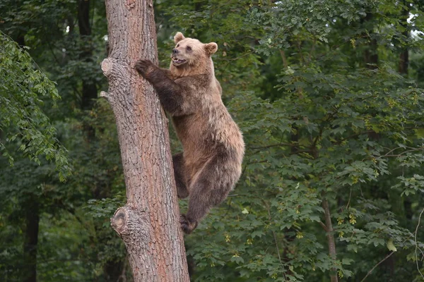 Oso Pardo Bosque Santuario Del Oso Domazhyr Cerca Ciudad Occidental — Foto de Stock