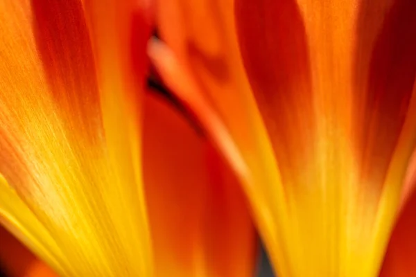 stock image Clivia miniata flower background texture