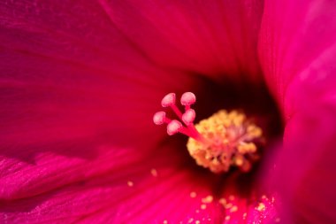 Güzel Hibiscus çay çiçeği. Roselle.