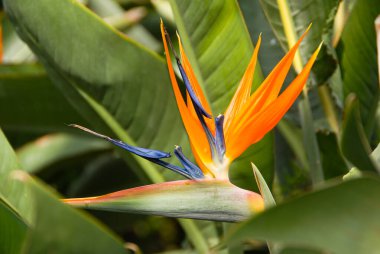 Strelitzia cennet kuşu çiçek açar yemyeşil bahçede turuncu sarı renk kaplar, Kolombiya 'nın güneyinde arka planda yeşillik vardır.