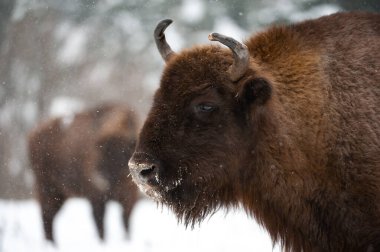 Zubr (Bison bonasus) doğada. Avrupa bizonu kışın Ukrayna Karpatyası 'nda.