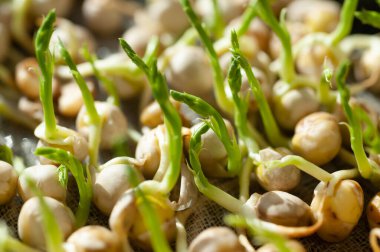 Genç bezelye filizi, mikroyeşil. Plastik bir kutuda büyüyen organik mikro filizler.