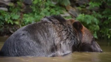 Kahverengi ayı Ursus arctos doğada. Ukrayna 'nın 