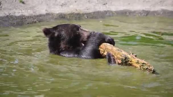 Braunbär Ursus Arctos Der Natur Nationalen Naturschutzgebiet Synevyr Der Ukraine — Stockvideo