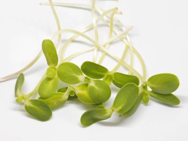 Beyaz arka plan ayçiçeği Filiz