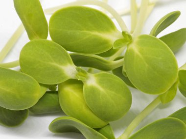 Beyaz arka plan ayçiçeği Filiz