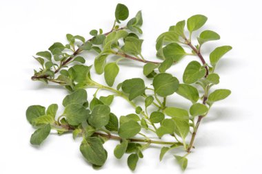 Beyaz arka plan üzerinde ham kekik ot