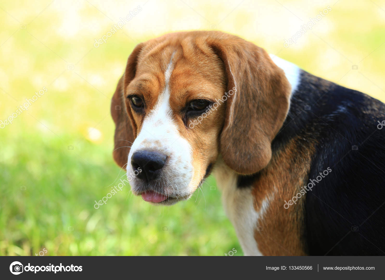 Race De Chien Beagle Sur Fond Vert Naturel Photographie S