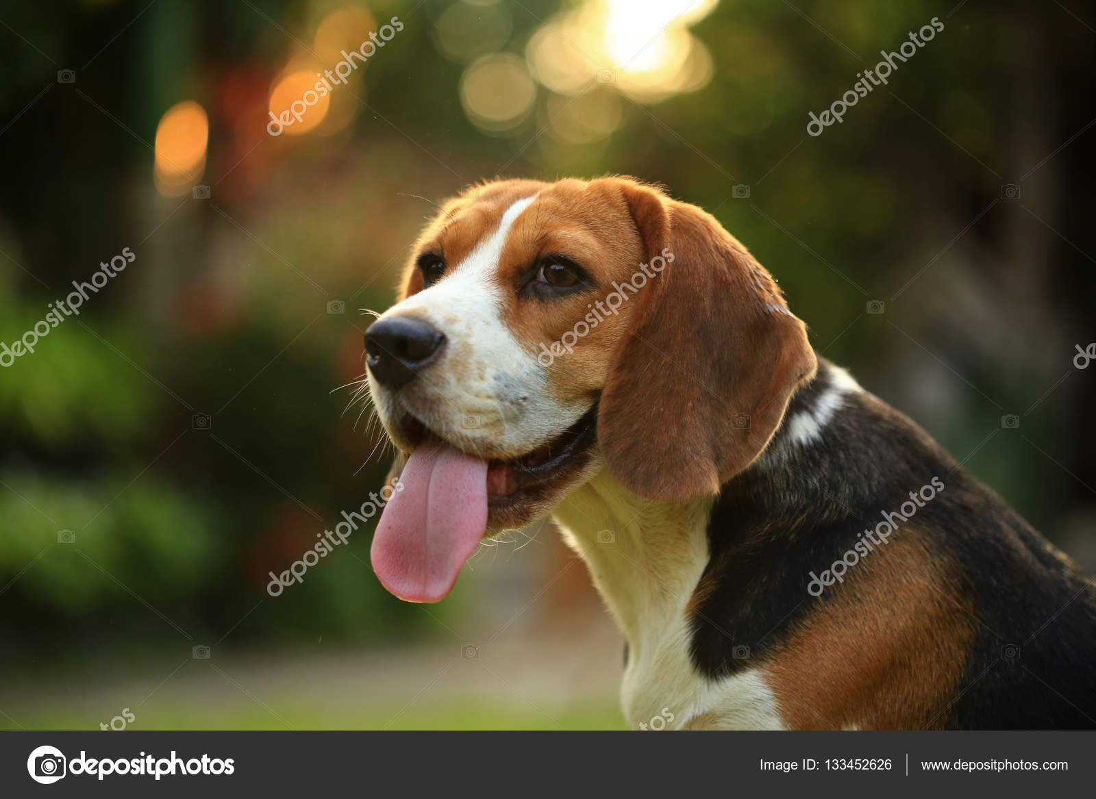 lag Embankment Skære af Breed of beagle dog on a natural green background Stock Photo by  ©S.thanawathreborn@gmail.com 133452626