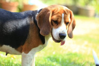  doğal yeşil arka plan üzerinde beagle köpek cins