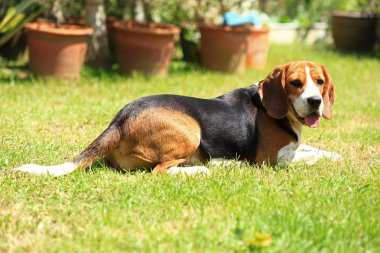  doğal yeşil arka plan üzerinde beagle köpek cins