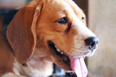  doğal yeşil arka plan üzerinde beagle köpek cins
