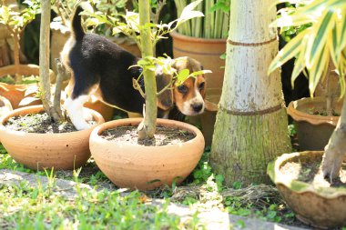  doğal yeşil arka plan üzerinde beagle köpek cins