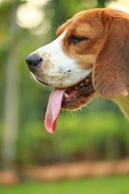  doğal yeşil arka plan üzerinde beagle köpek cins